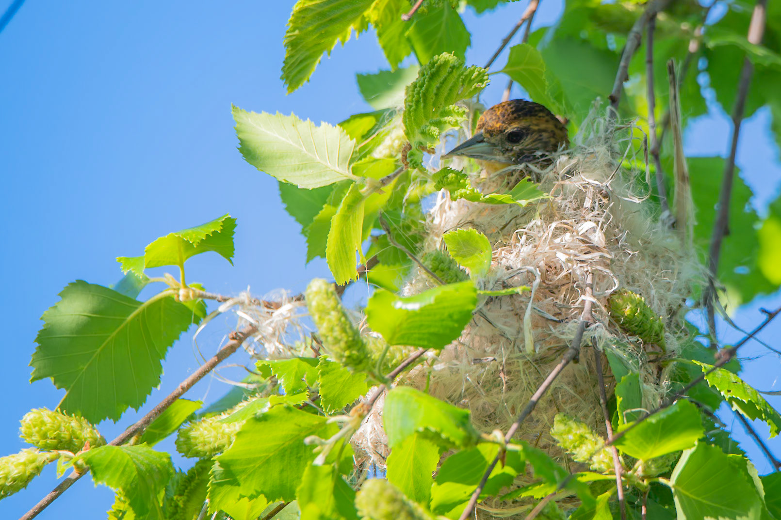 Baltimore Oriole