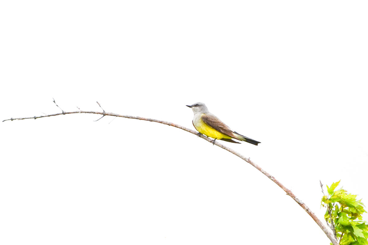 Western Kingbird