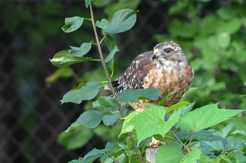 Sharp Shinned Hawk