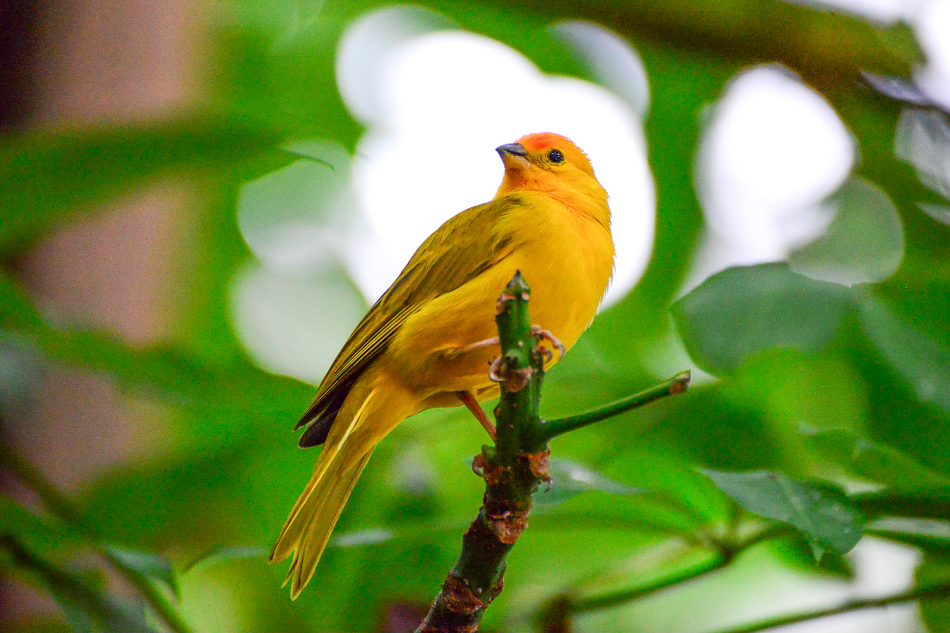 Saffron Finch
