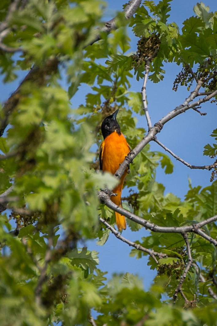 Baltimore Oriole