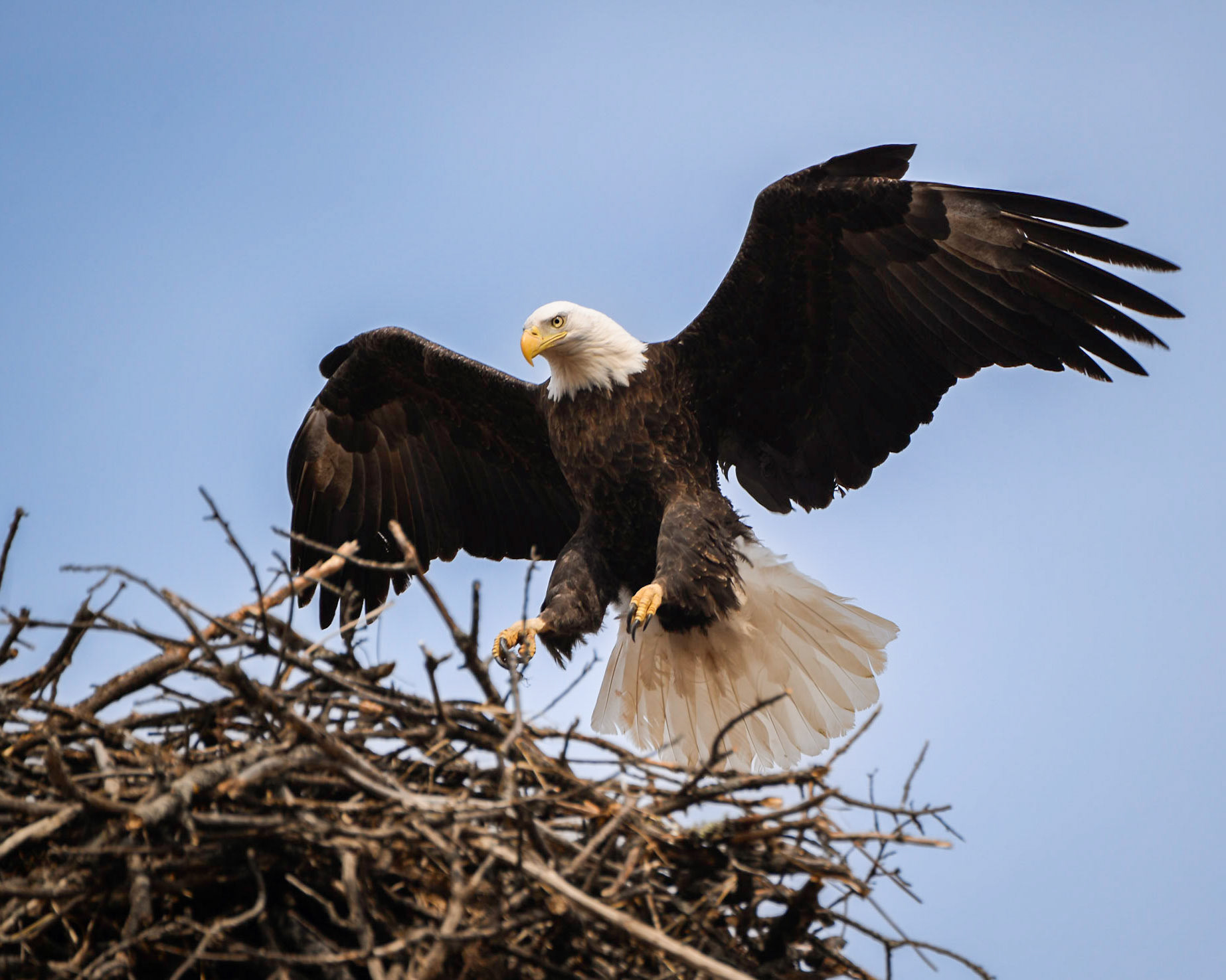 Bald Eagle