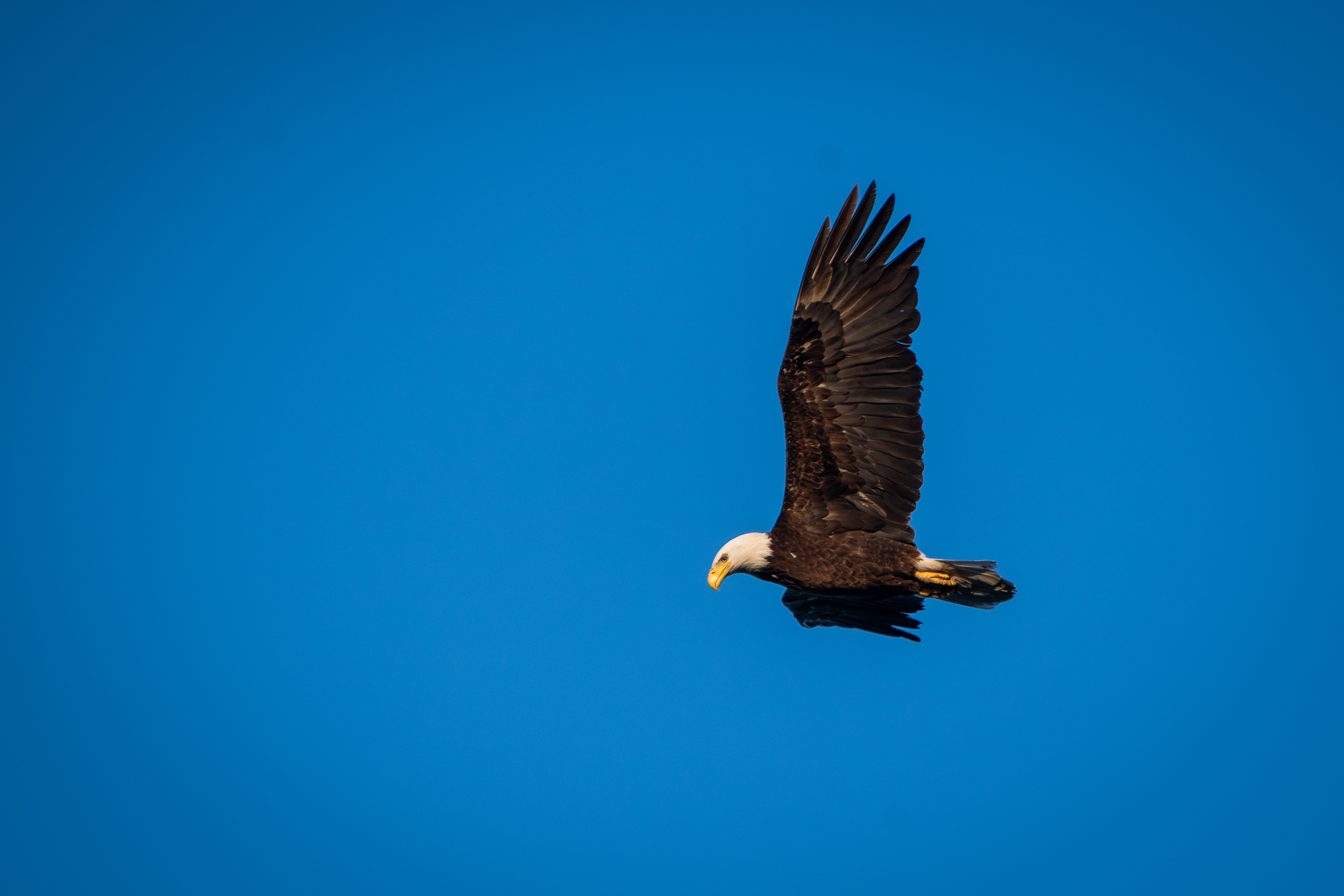 Bald Eagle