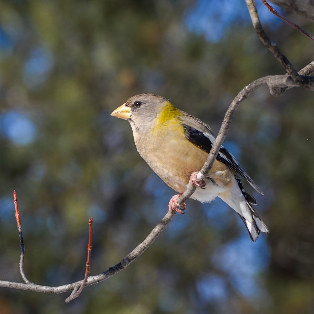 Evening Grosbeak