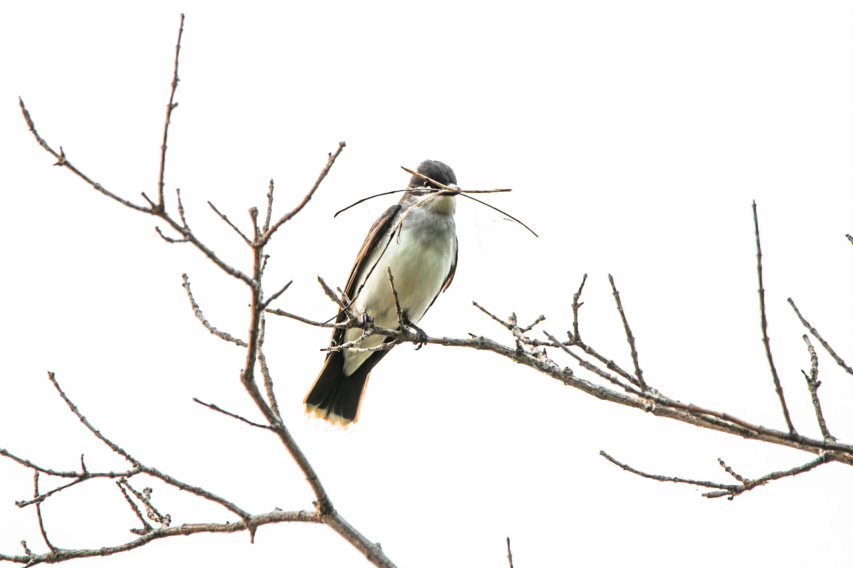 Eastern Kingbird