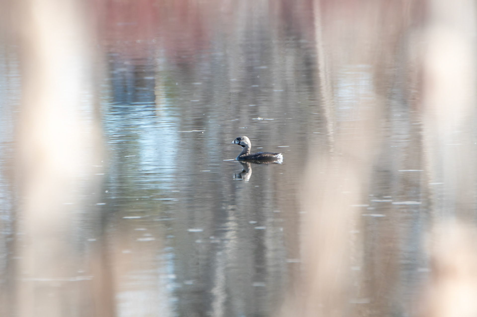 Pied-Billed Grebe