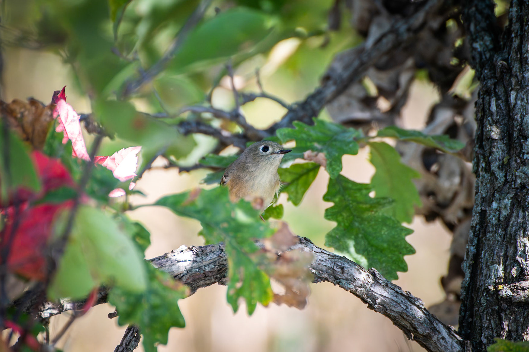 Ruby Crowned Kinglet