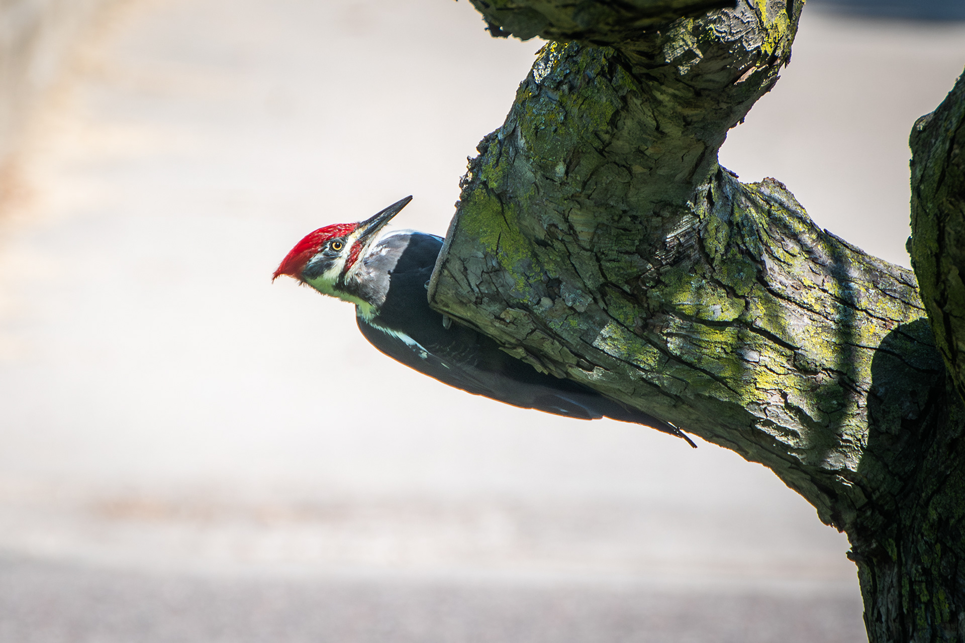 Pileated Woodpecker