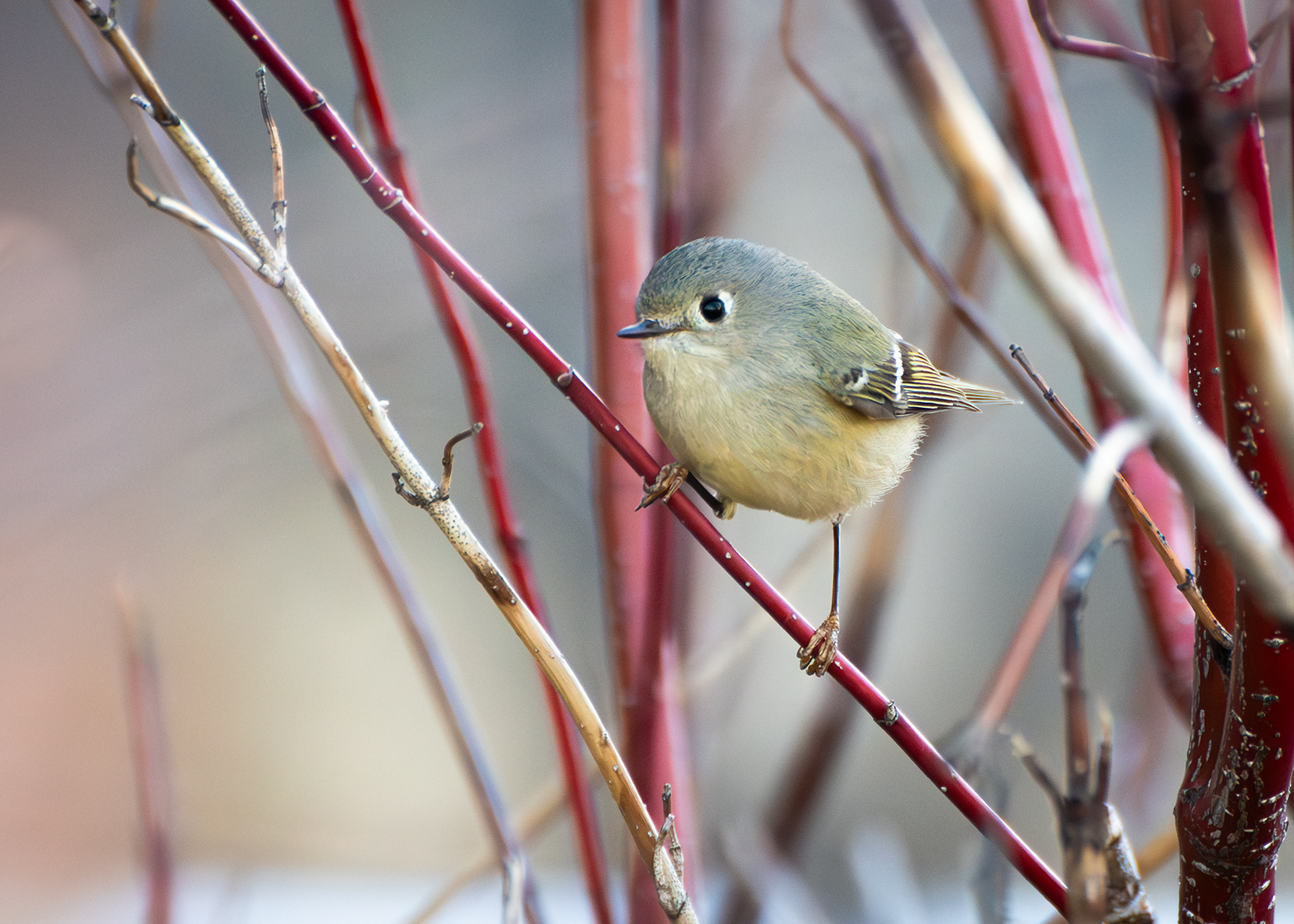 Ruby Crowned Kinglet