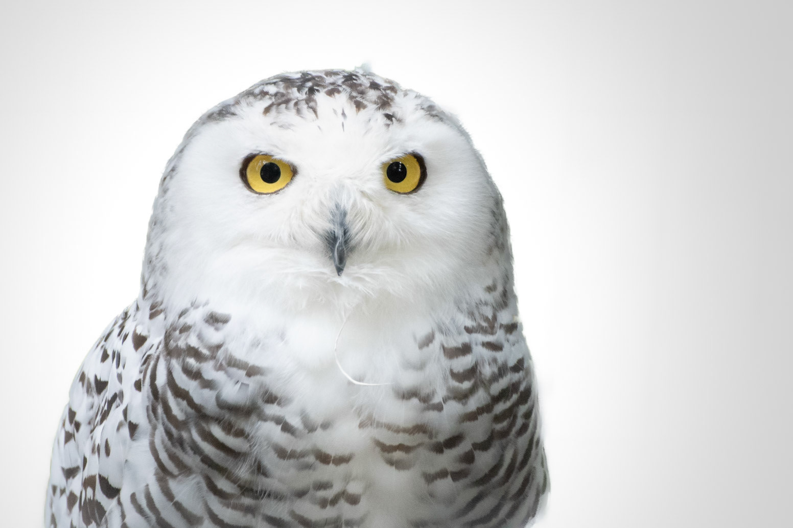 Snowy Owl