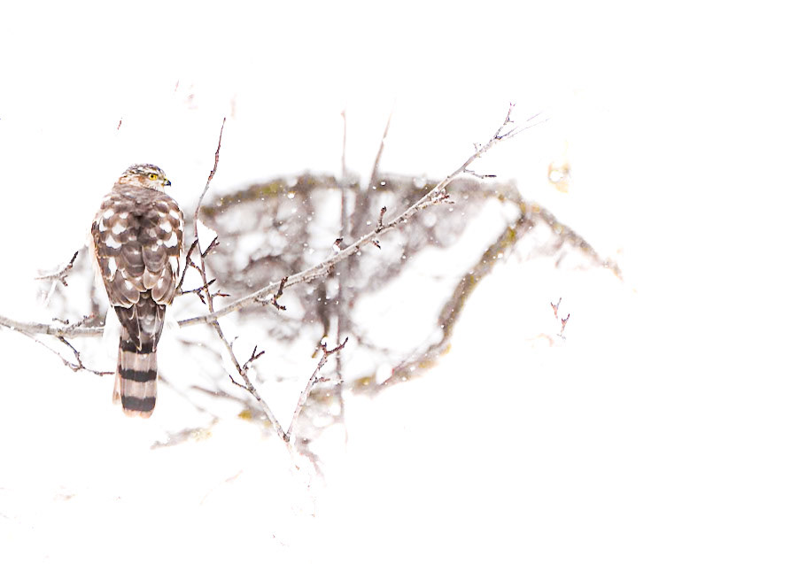 Hawk