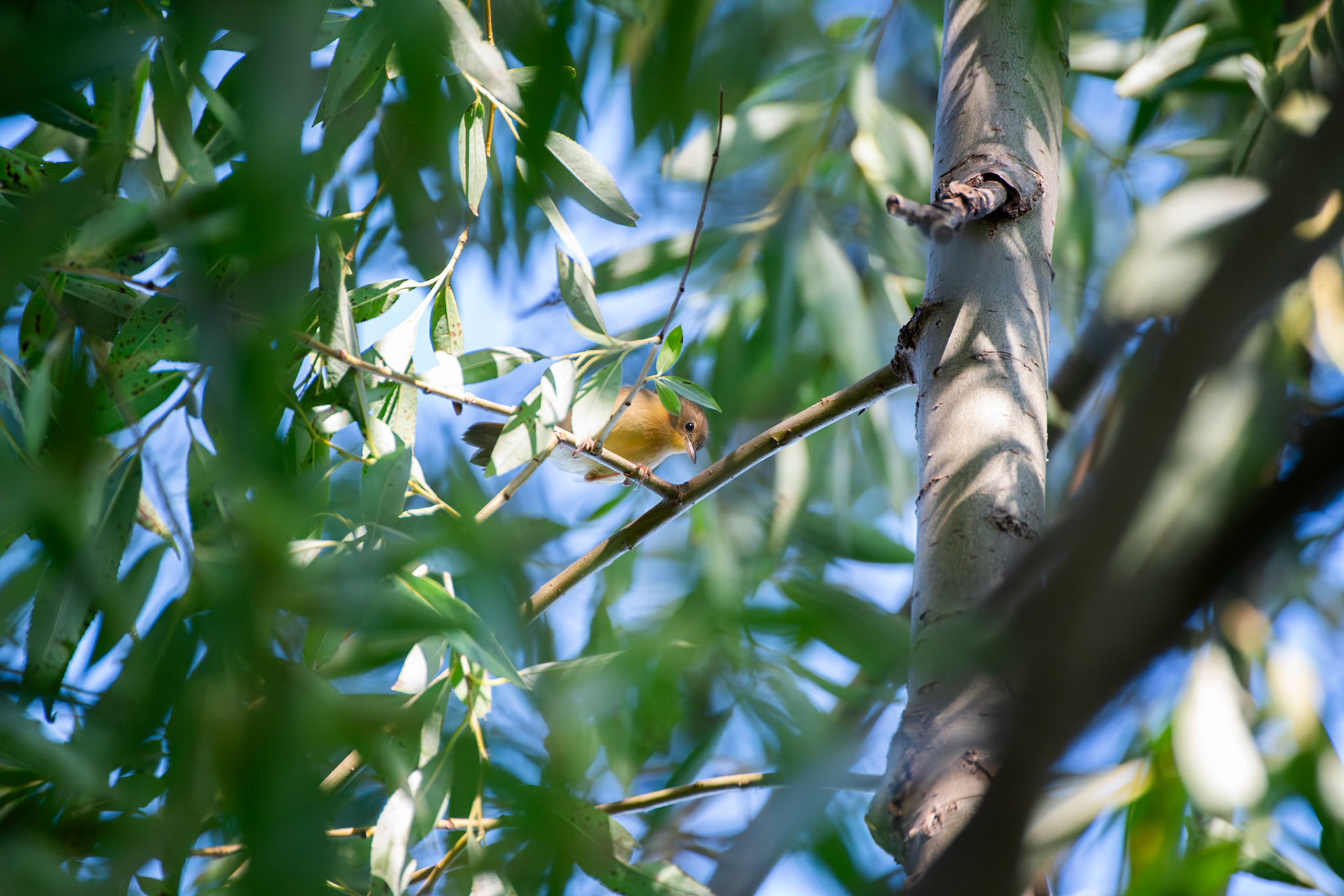 Common Yellowthroat