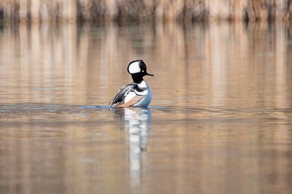 Hooded Merganser