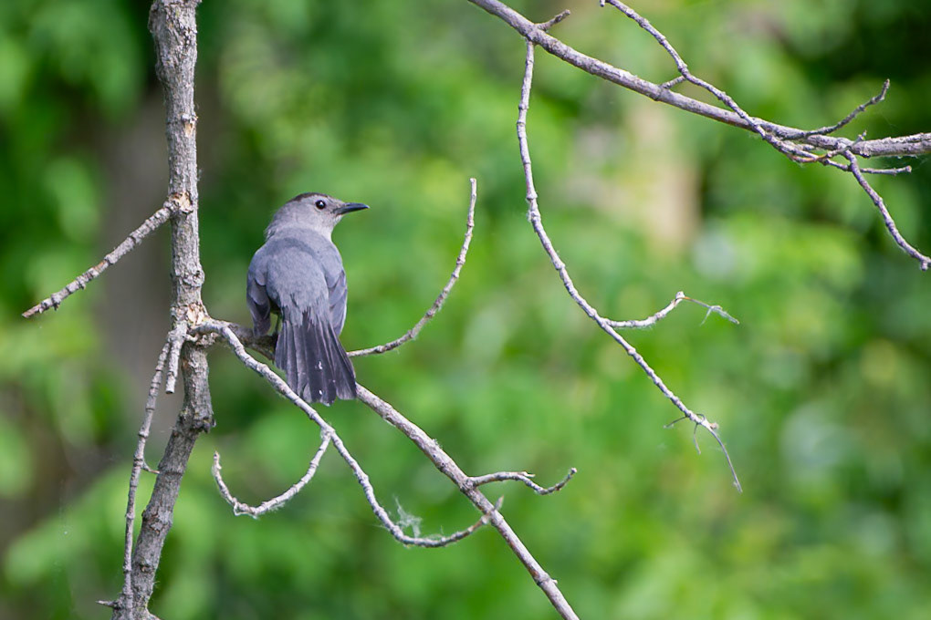 Gray Catbird