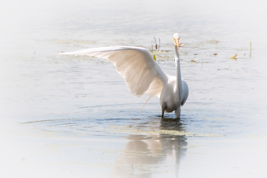 Egret