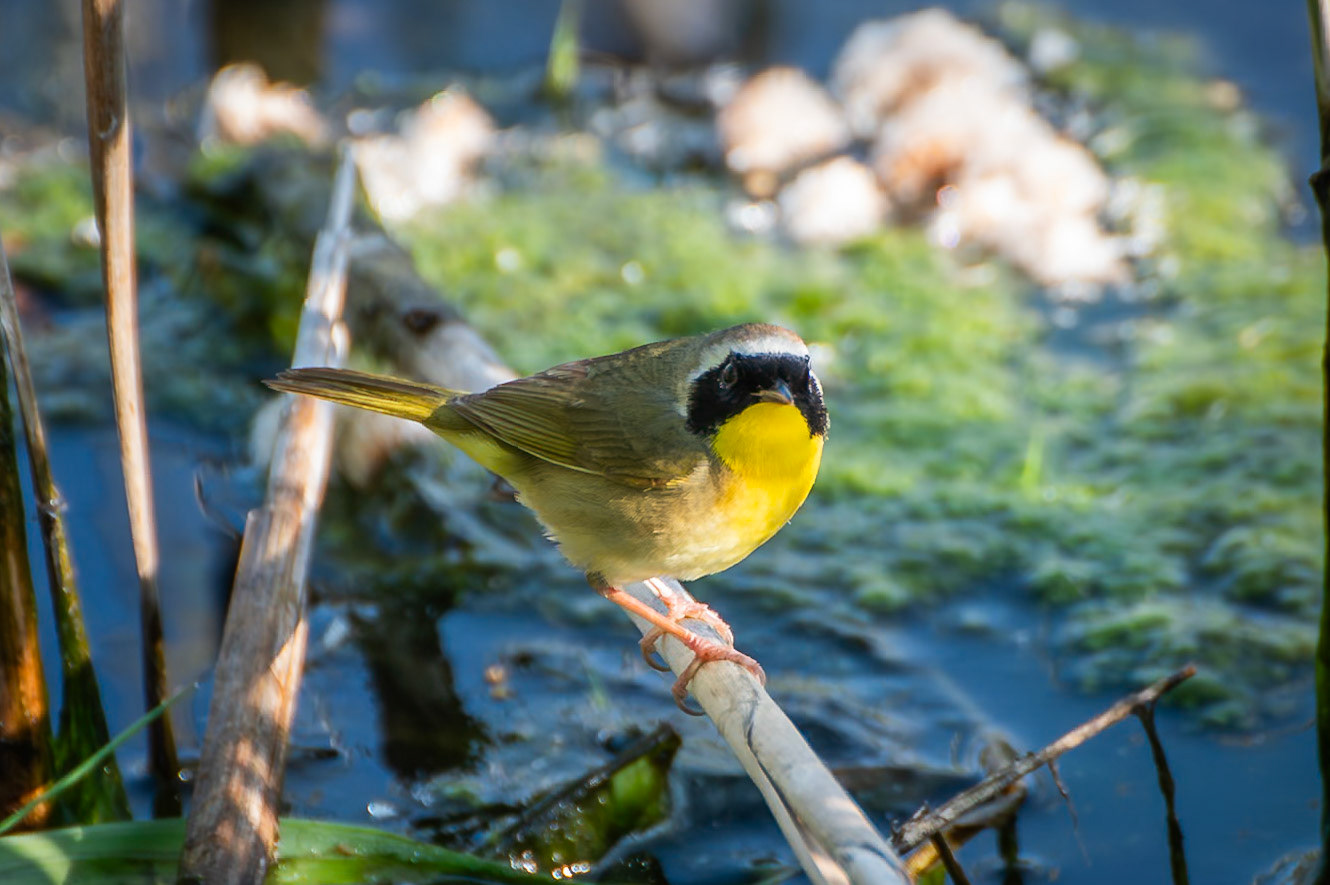 Common Yellowthroat