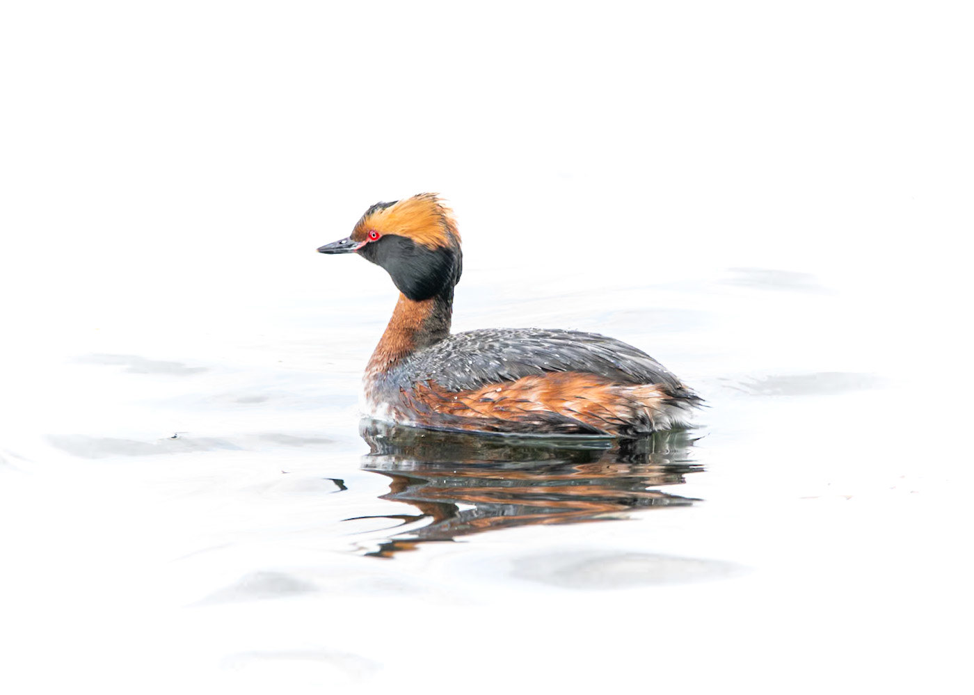 Horned Grebe