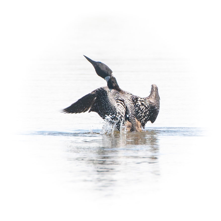 Common Loon