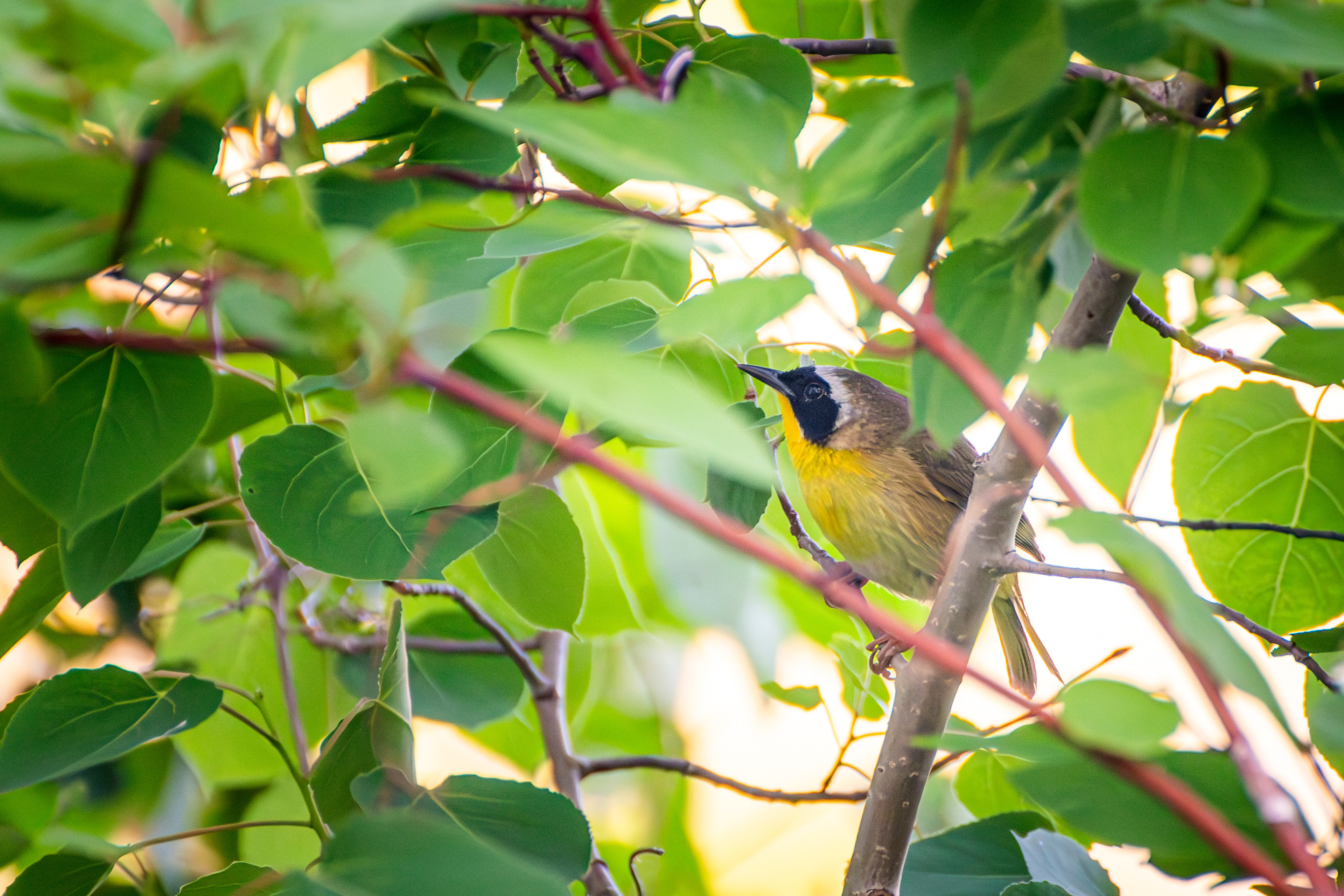 Common Yellow Throat