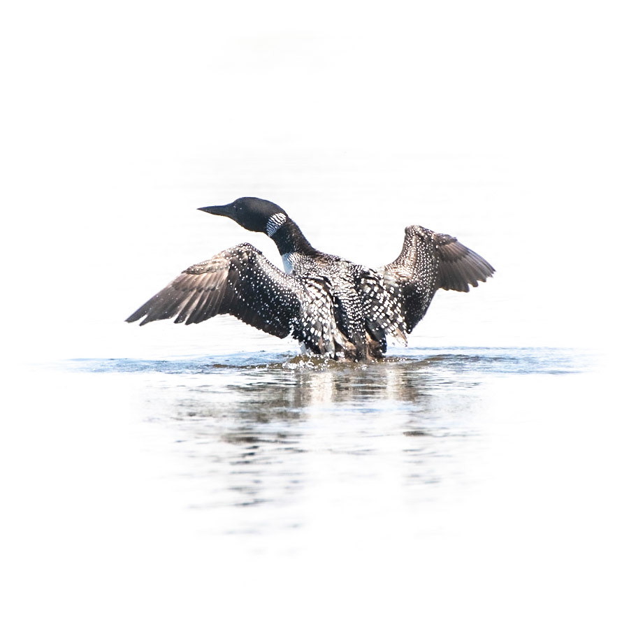 Common Loon