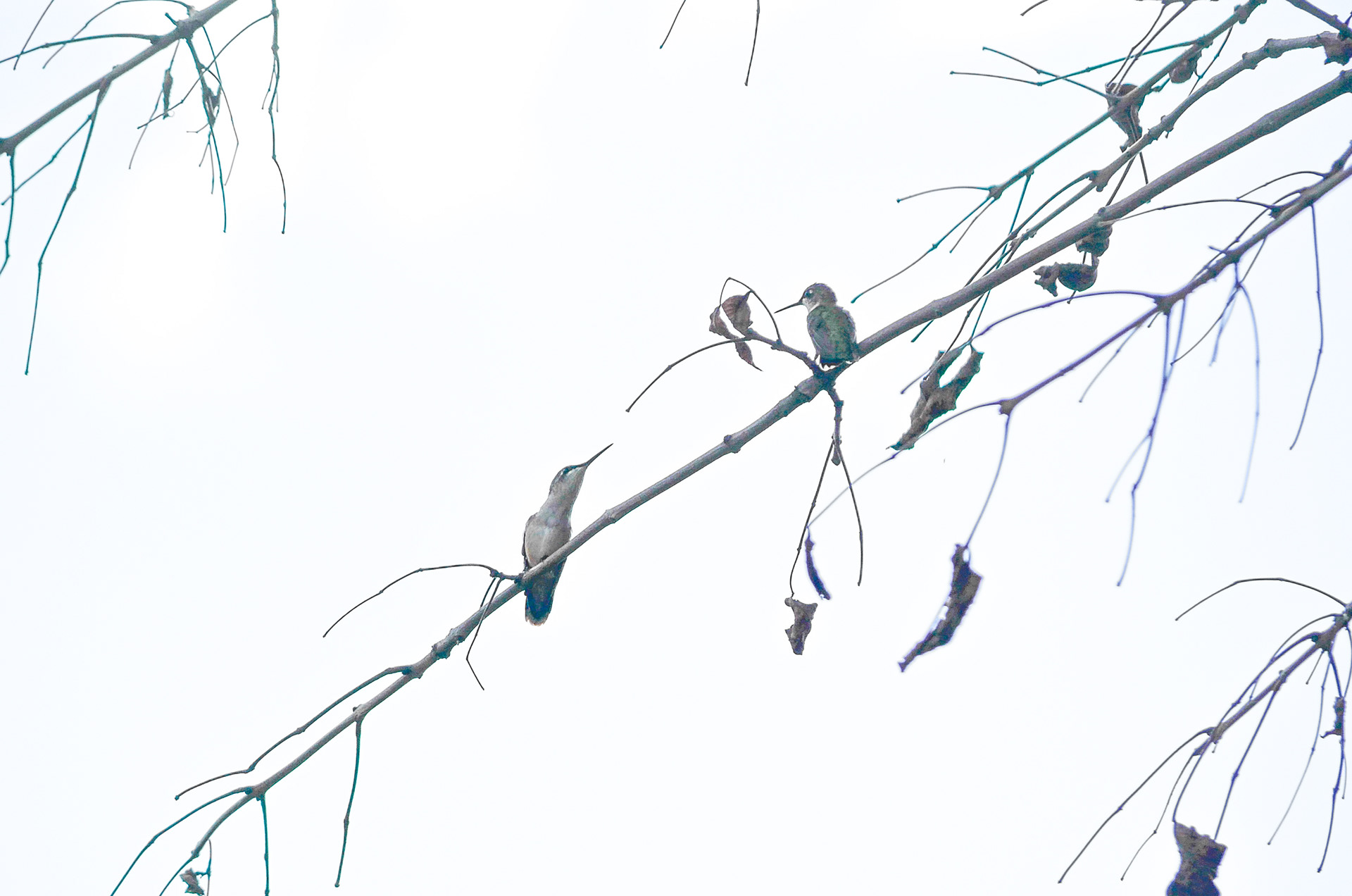 Ruby-throated Hummingbird
