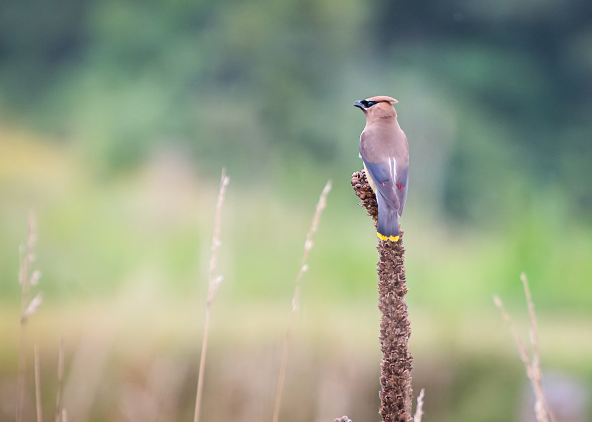 Cedar Waxwing