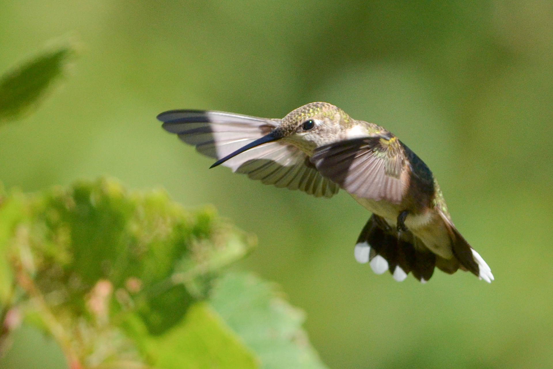 Ruby-throated Hummingbird