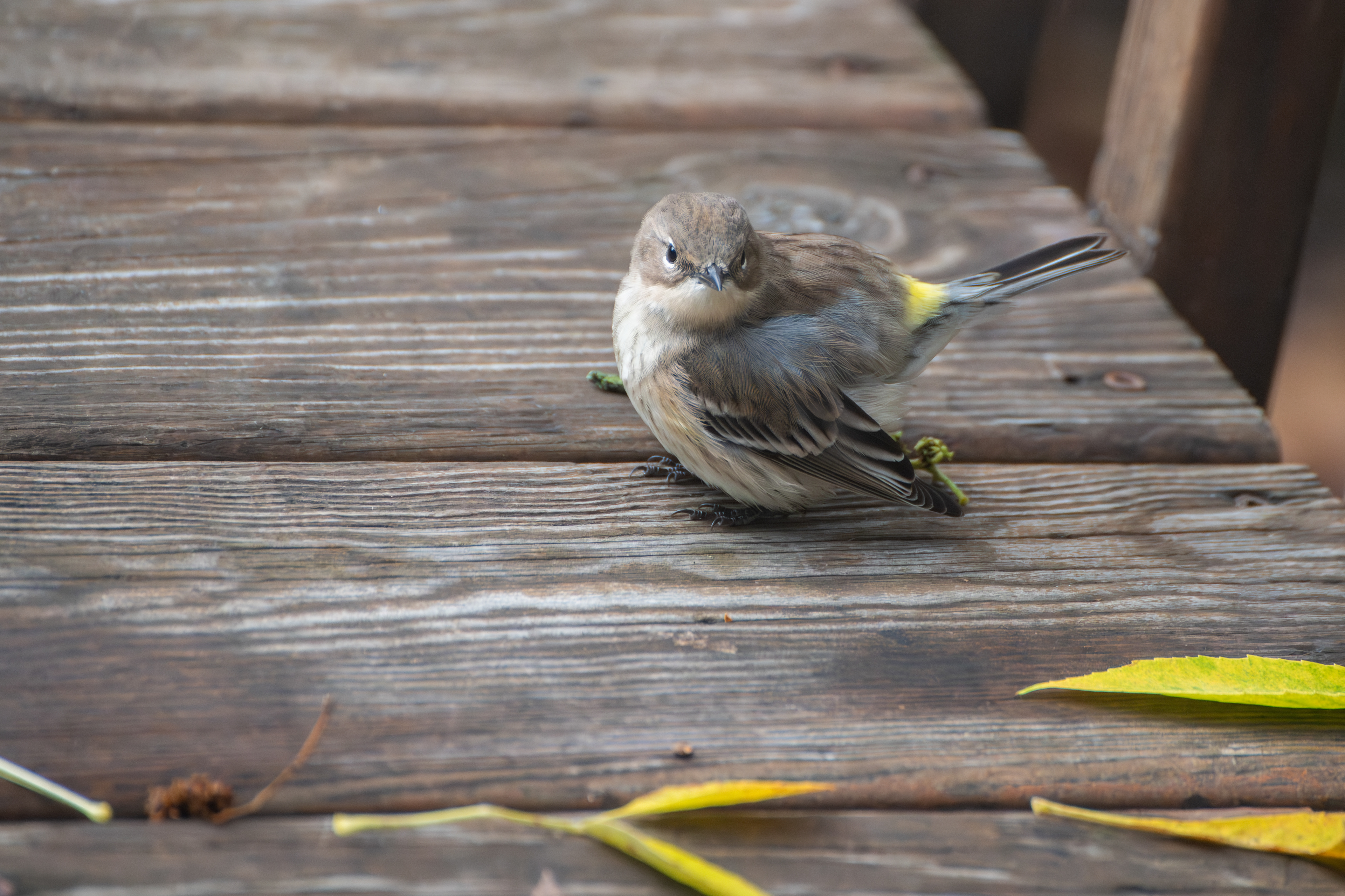 Yellow Rumped Warbler
