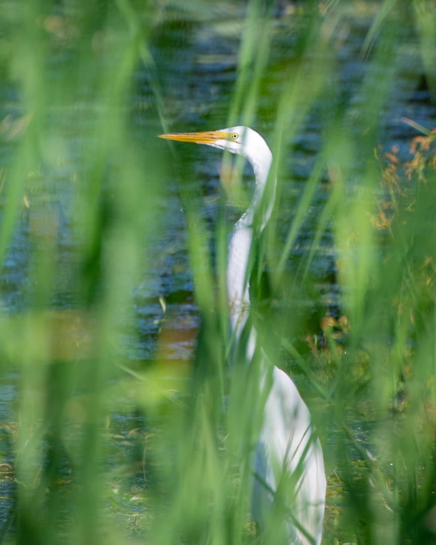 Egret