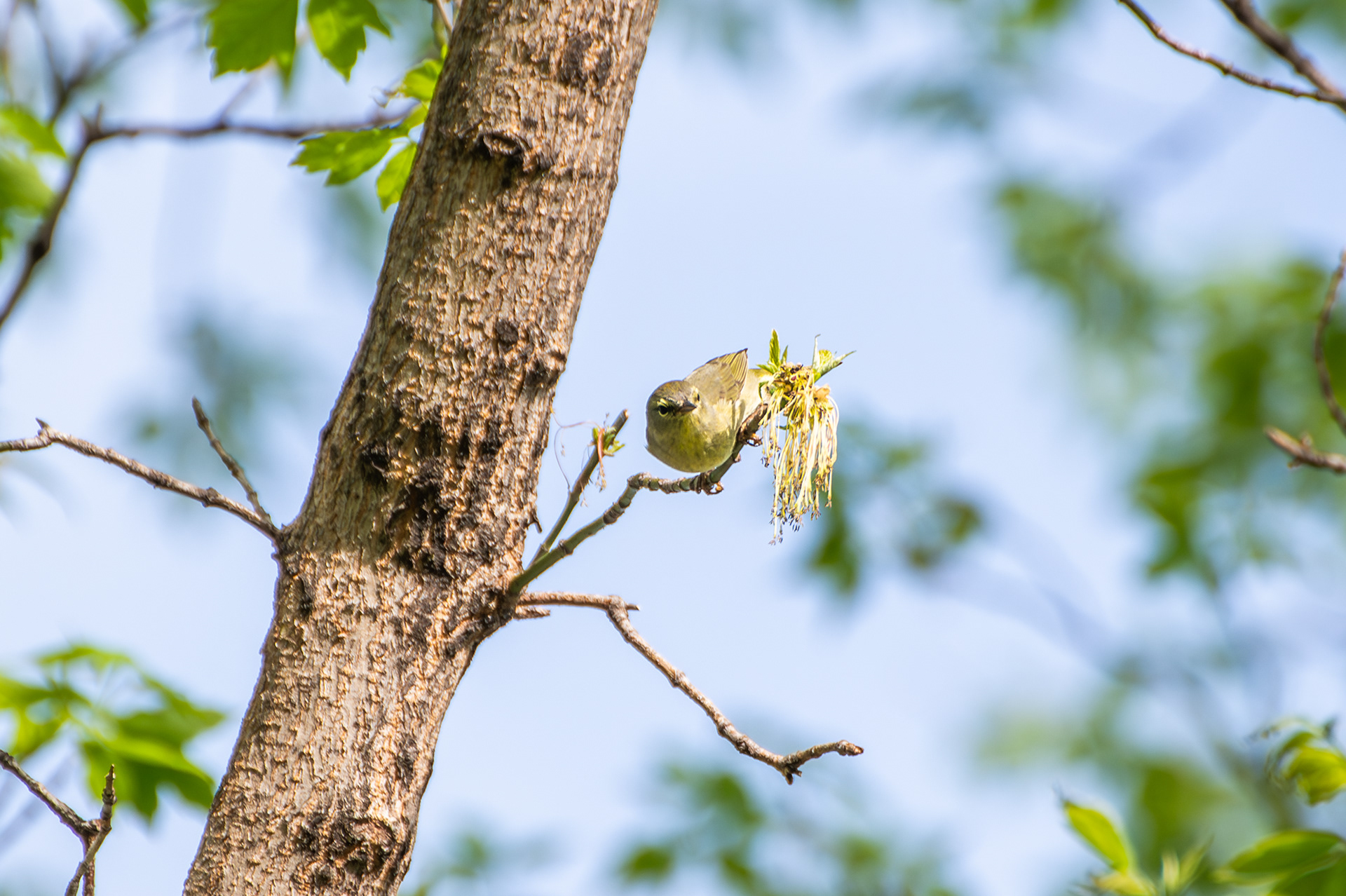 Orange Crowned Warbler