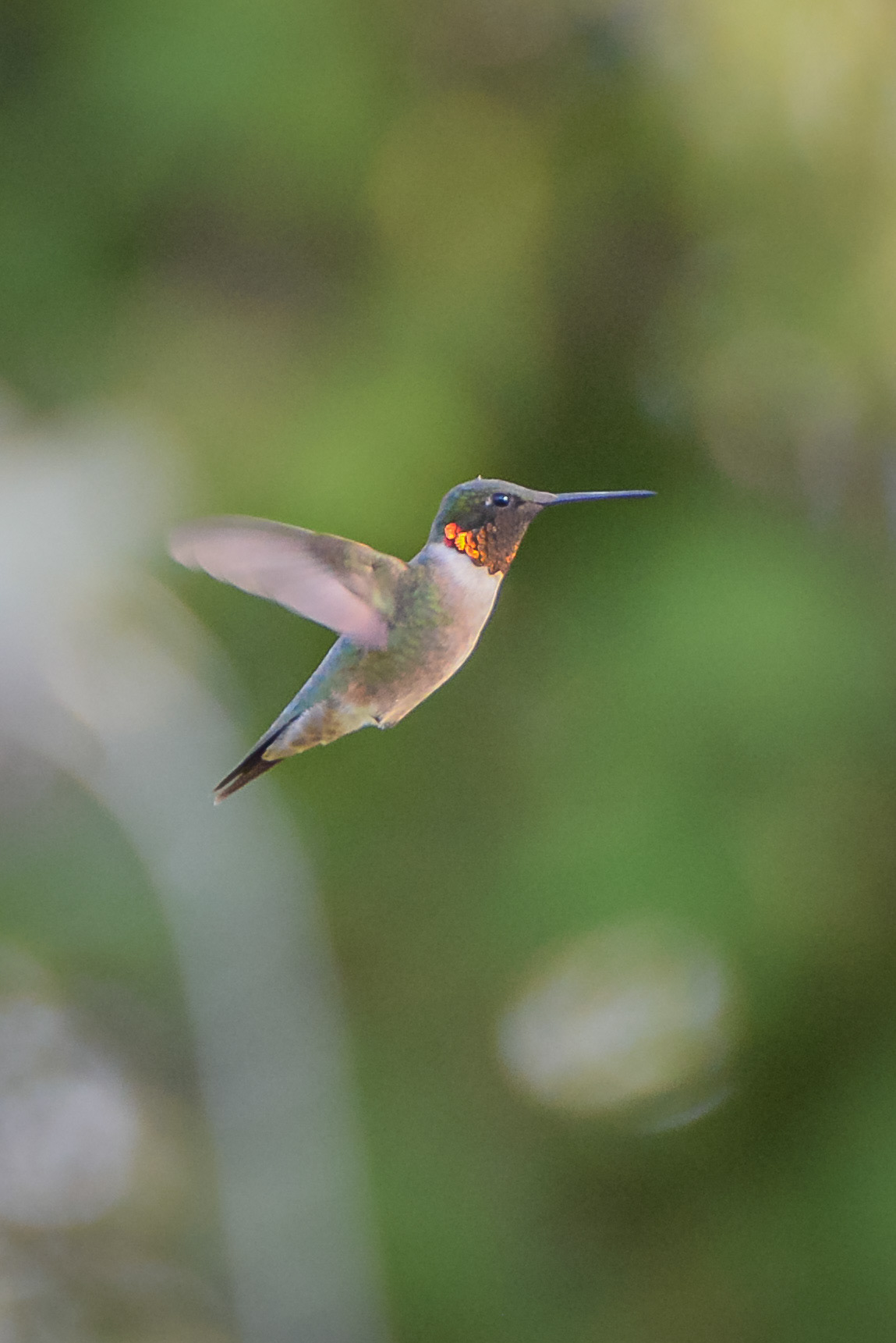 Ruby-throated Hummingbird