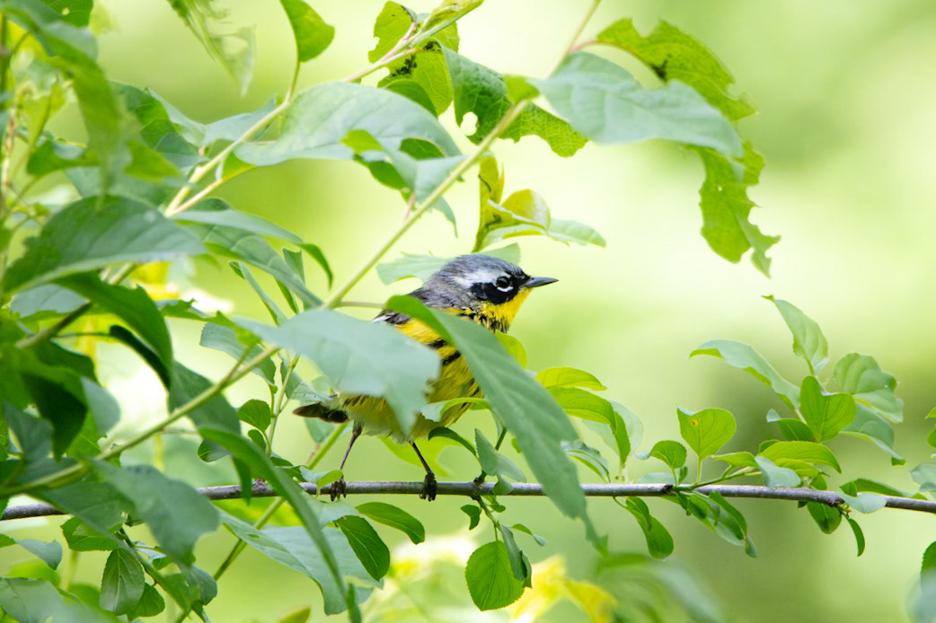 Magnolia Warbler