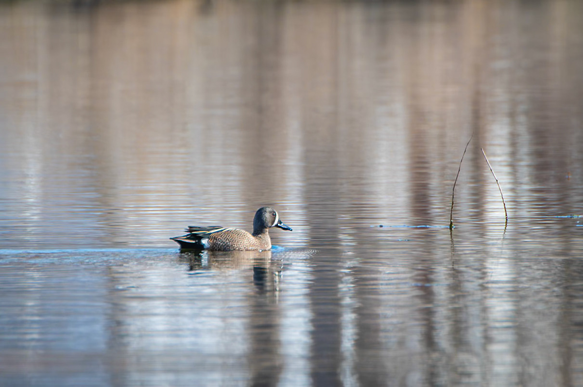 Blue Winged Teal