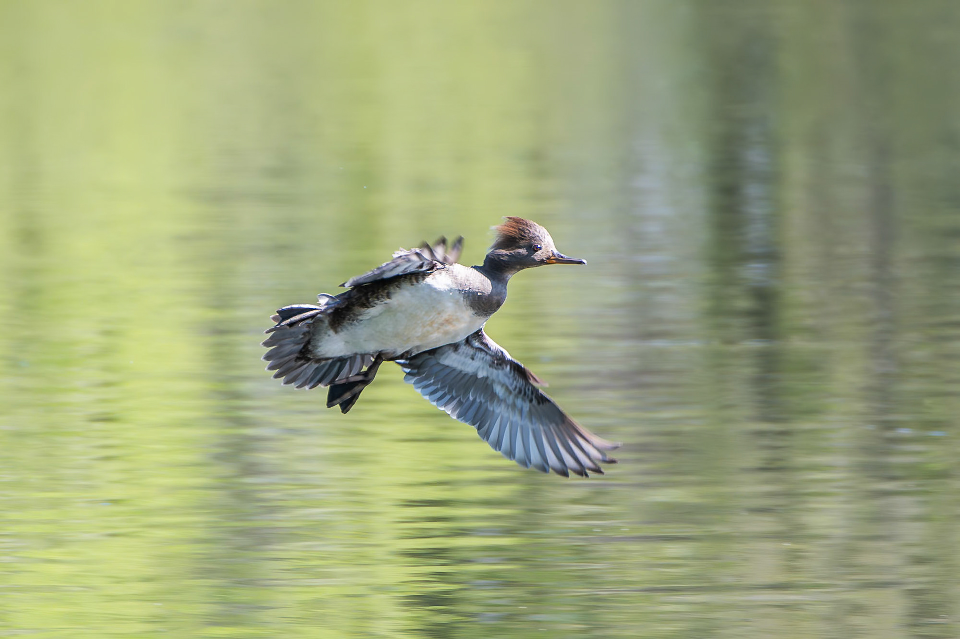 Hooded Merganser