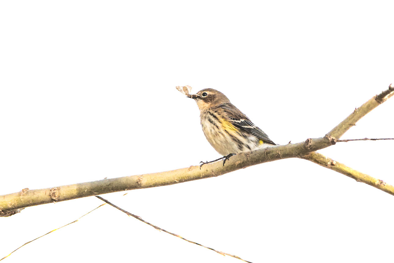 Yellow Rumped Warbler
