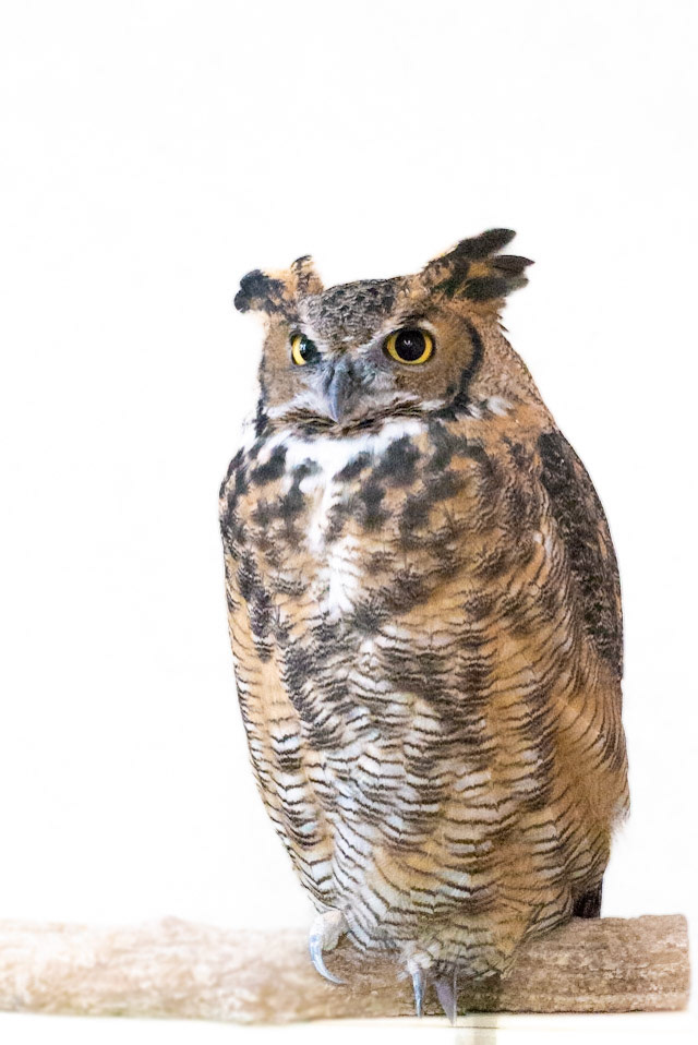 Great Horned Owl