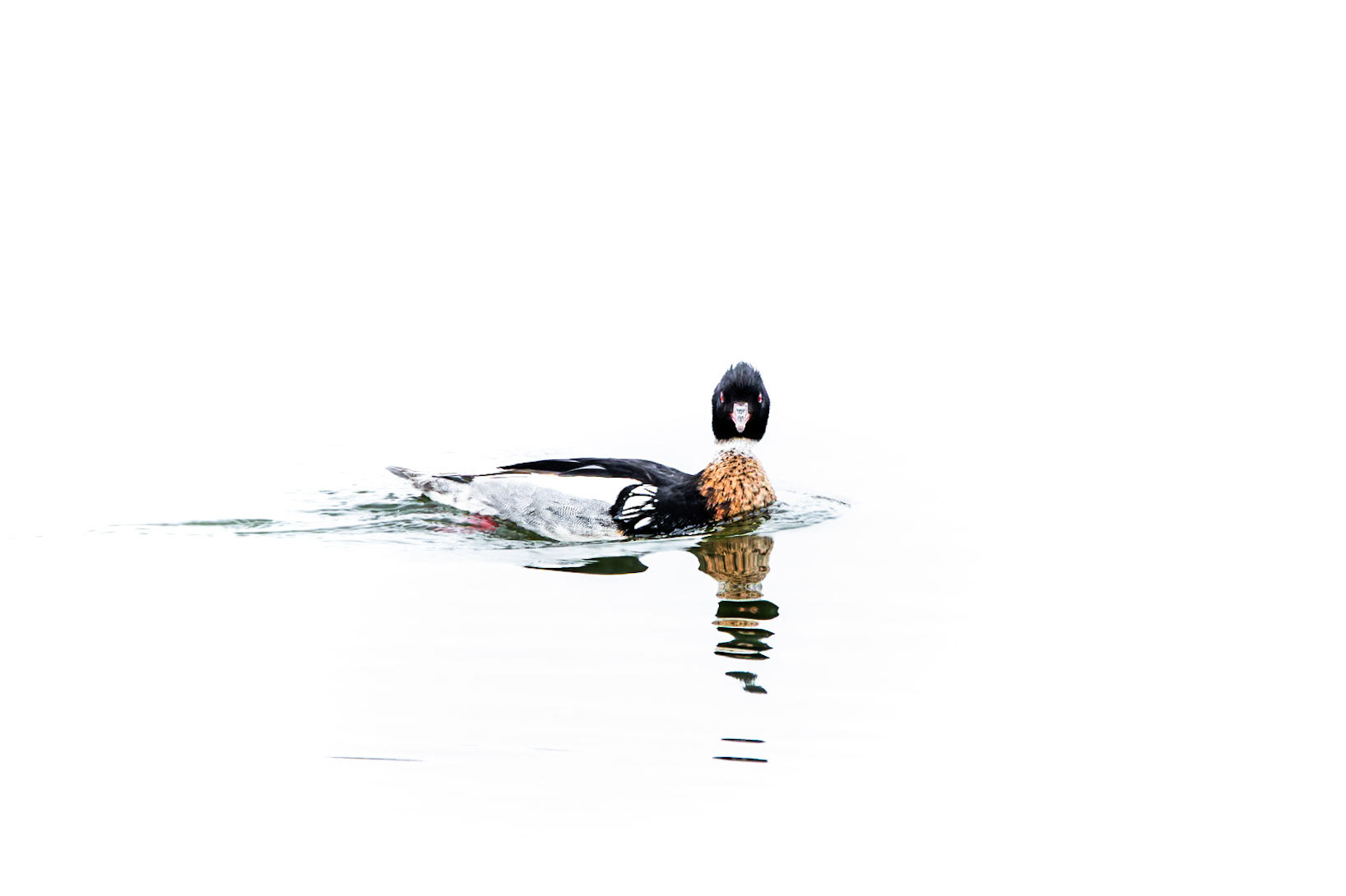 Red-Breasted Merganser