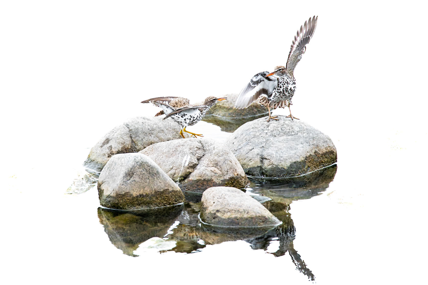 Spotted Sandpiper