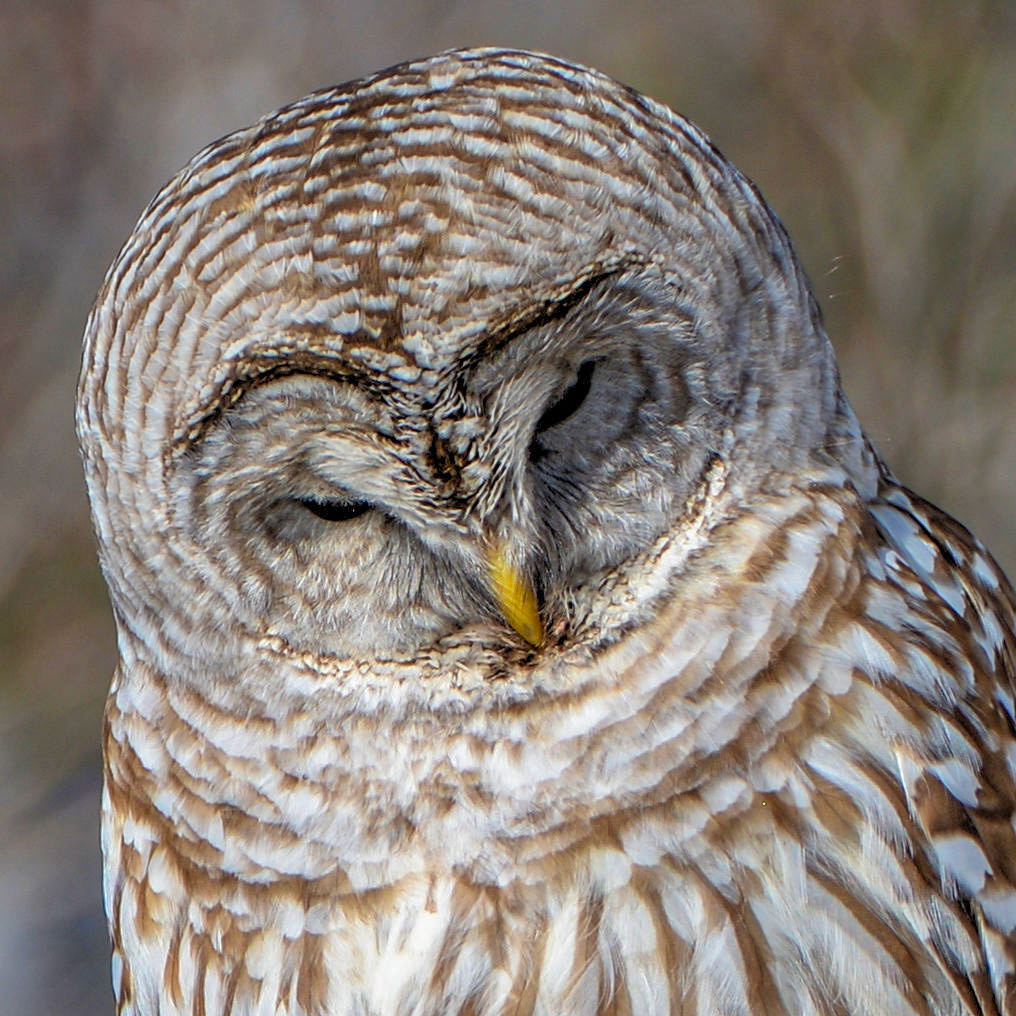 Barred Owl