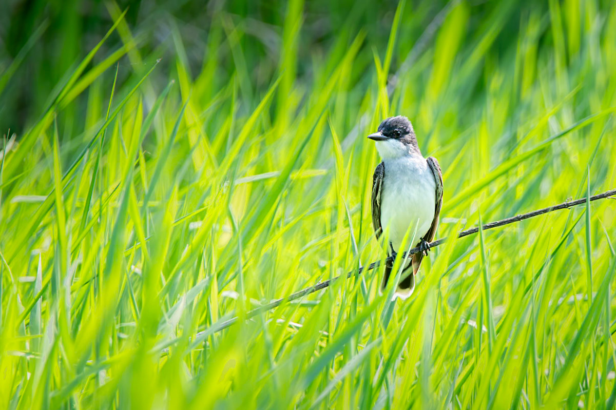 Eastern Kingbird