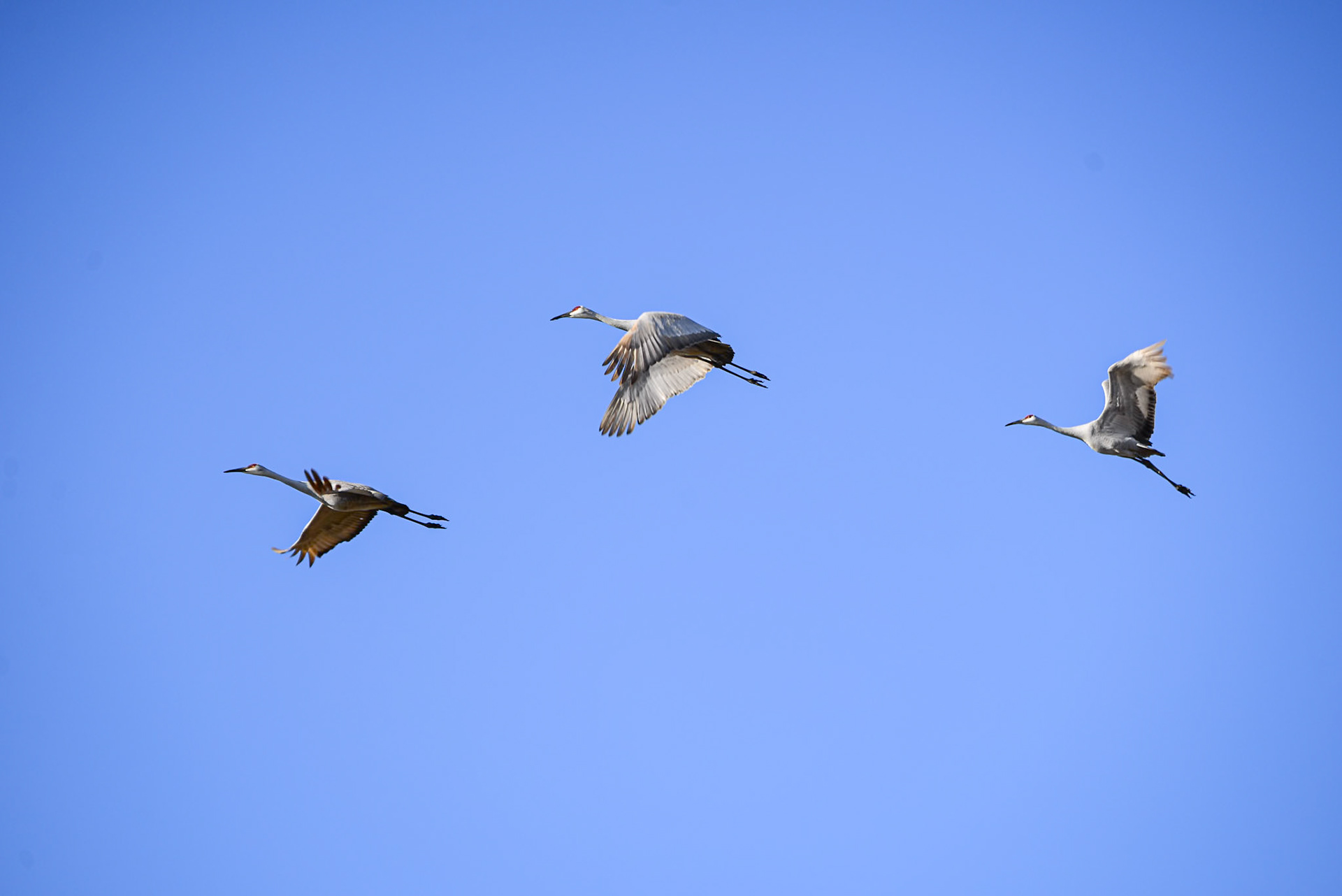 Sandhill Crane