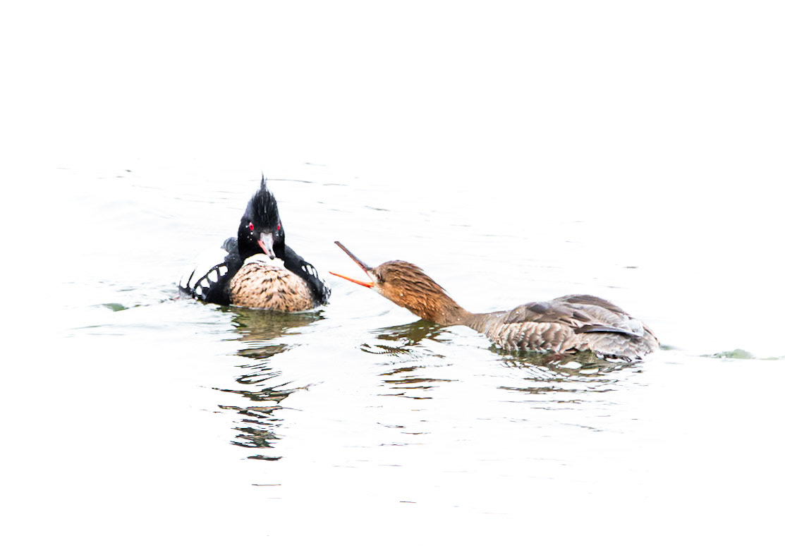 Red-Breasted Merganser