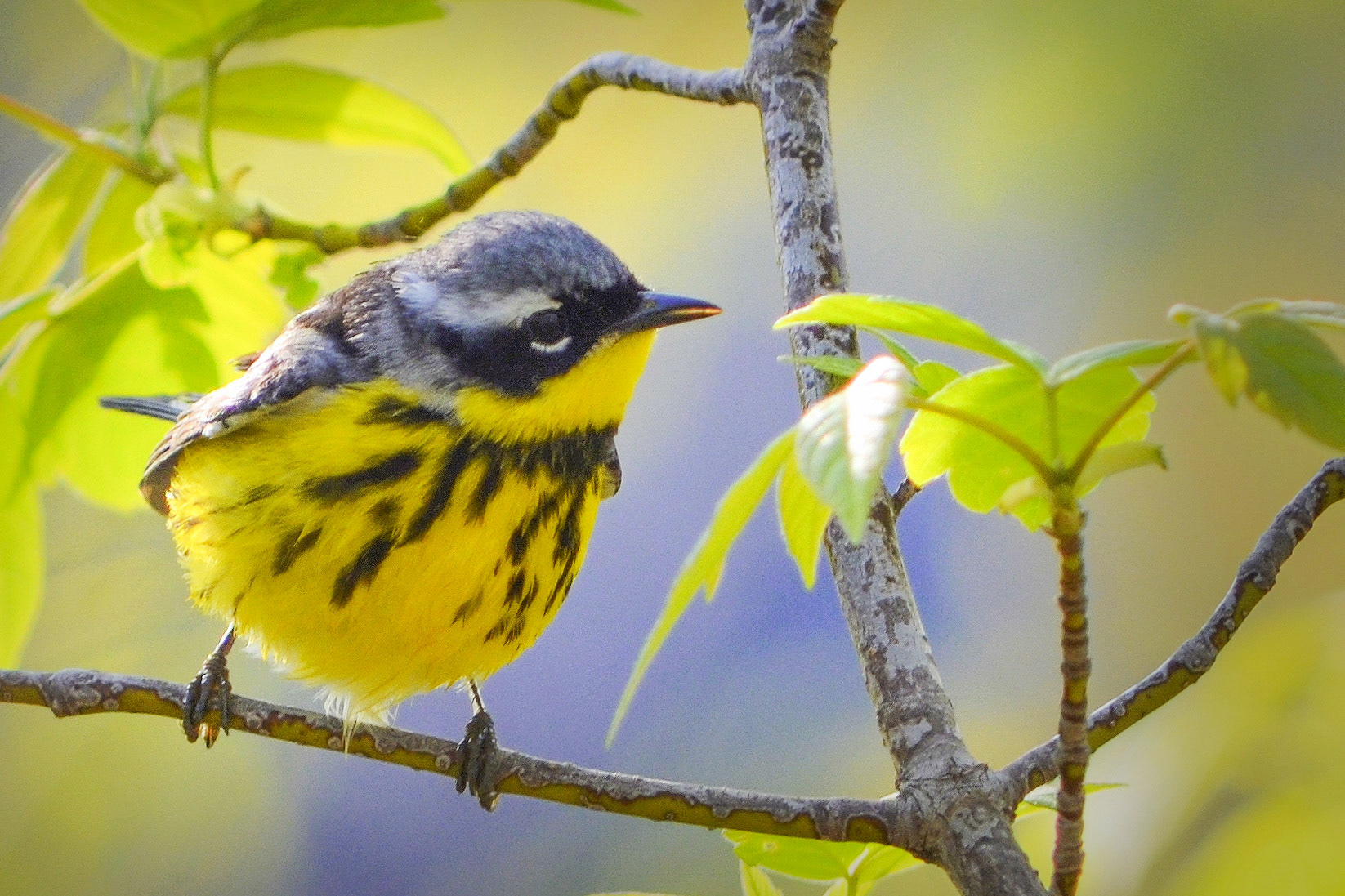 Magnolia Warbler