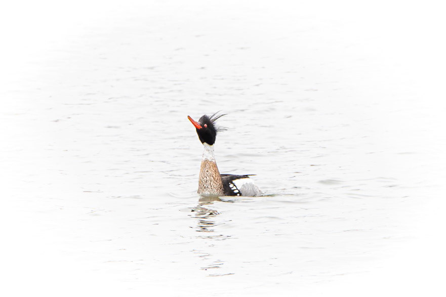 Red-Breasted Merganser