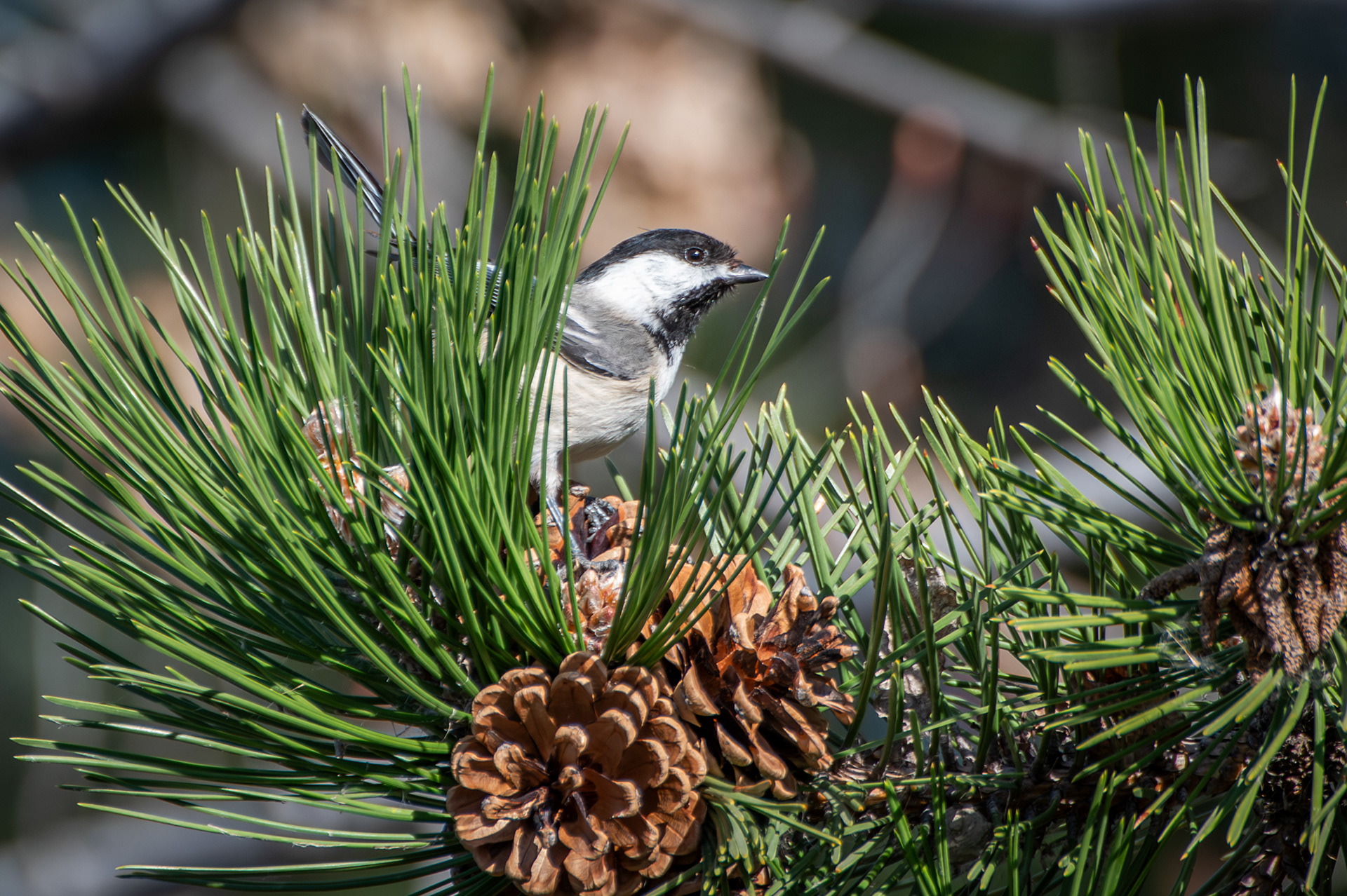Black Capped Chickadee