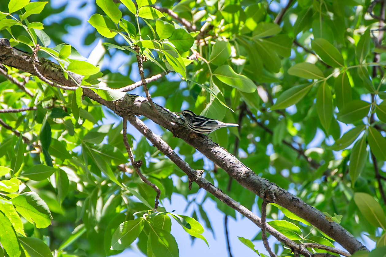 Black and White Warbler
