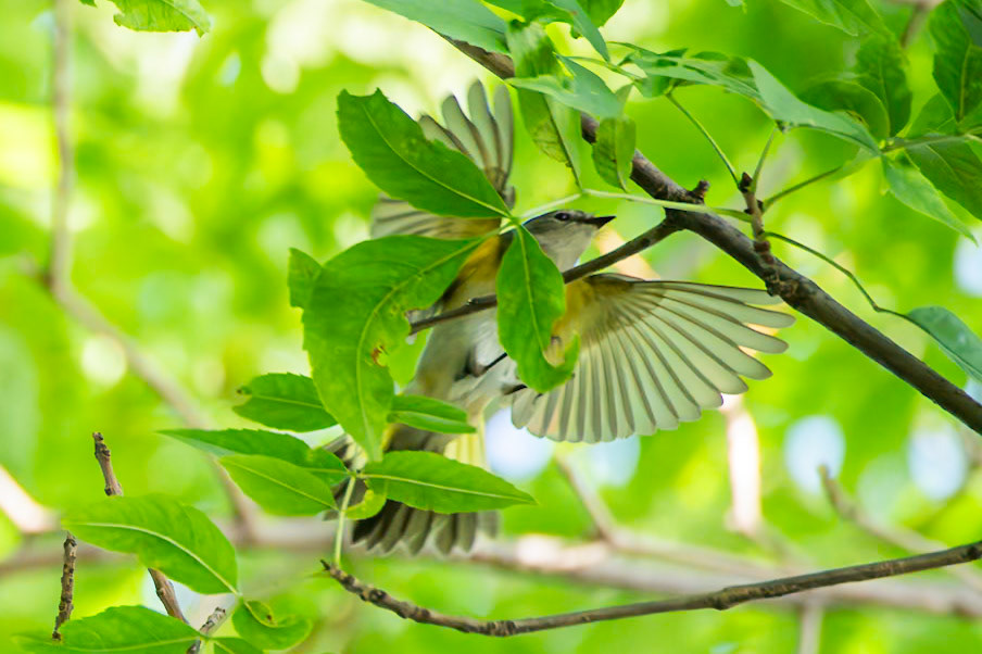 American Redstart