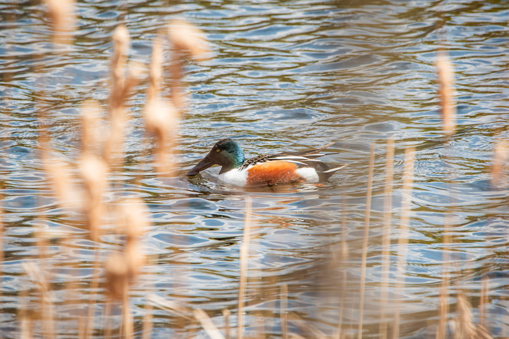 Northern Shoveler