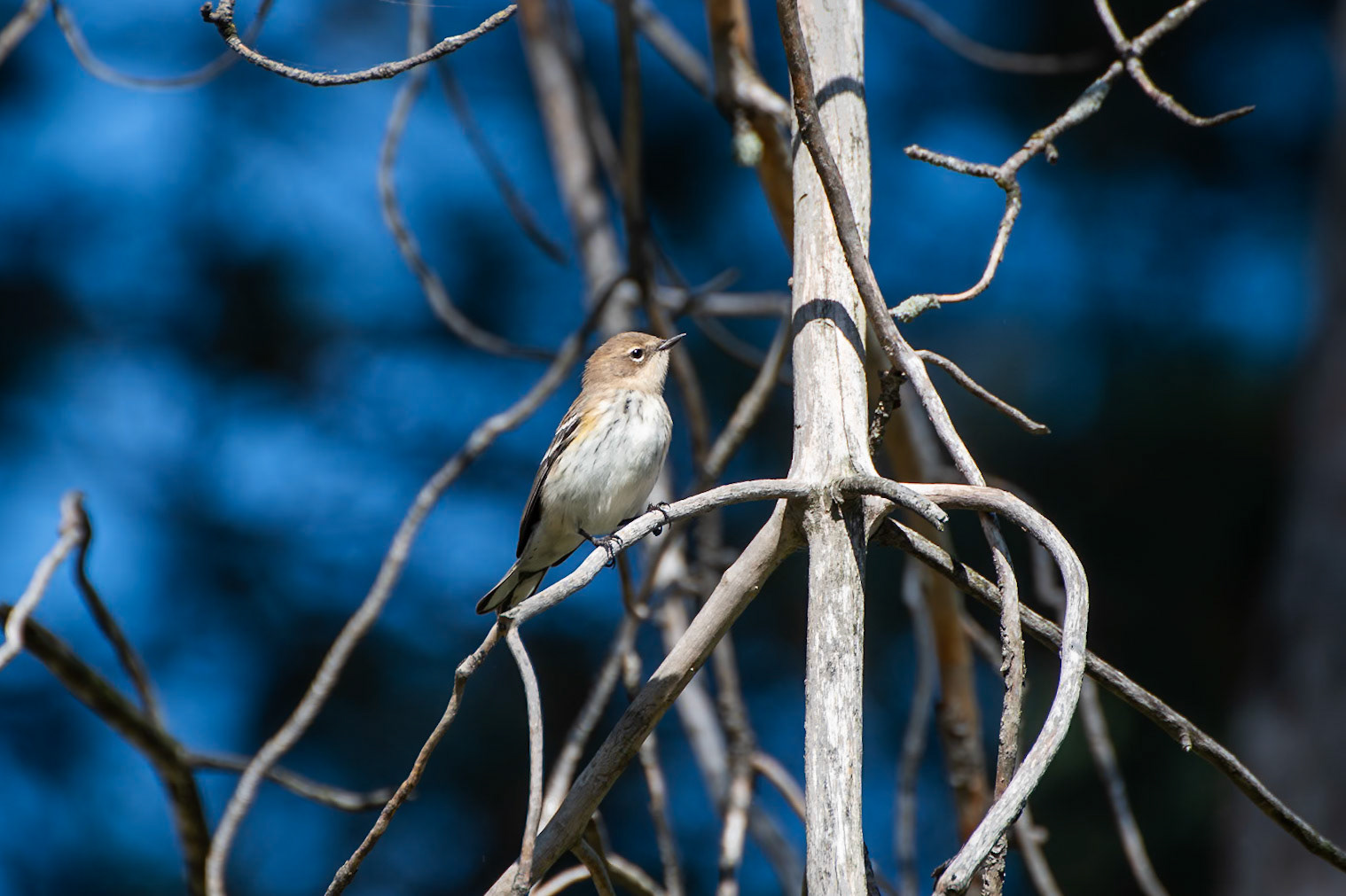 Yellow Rumped Warbler