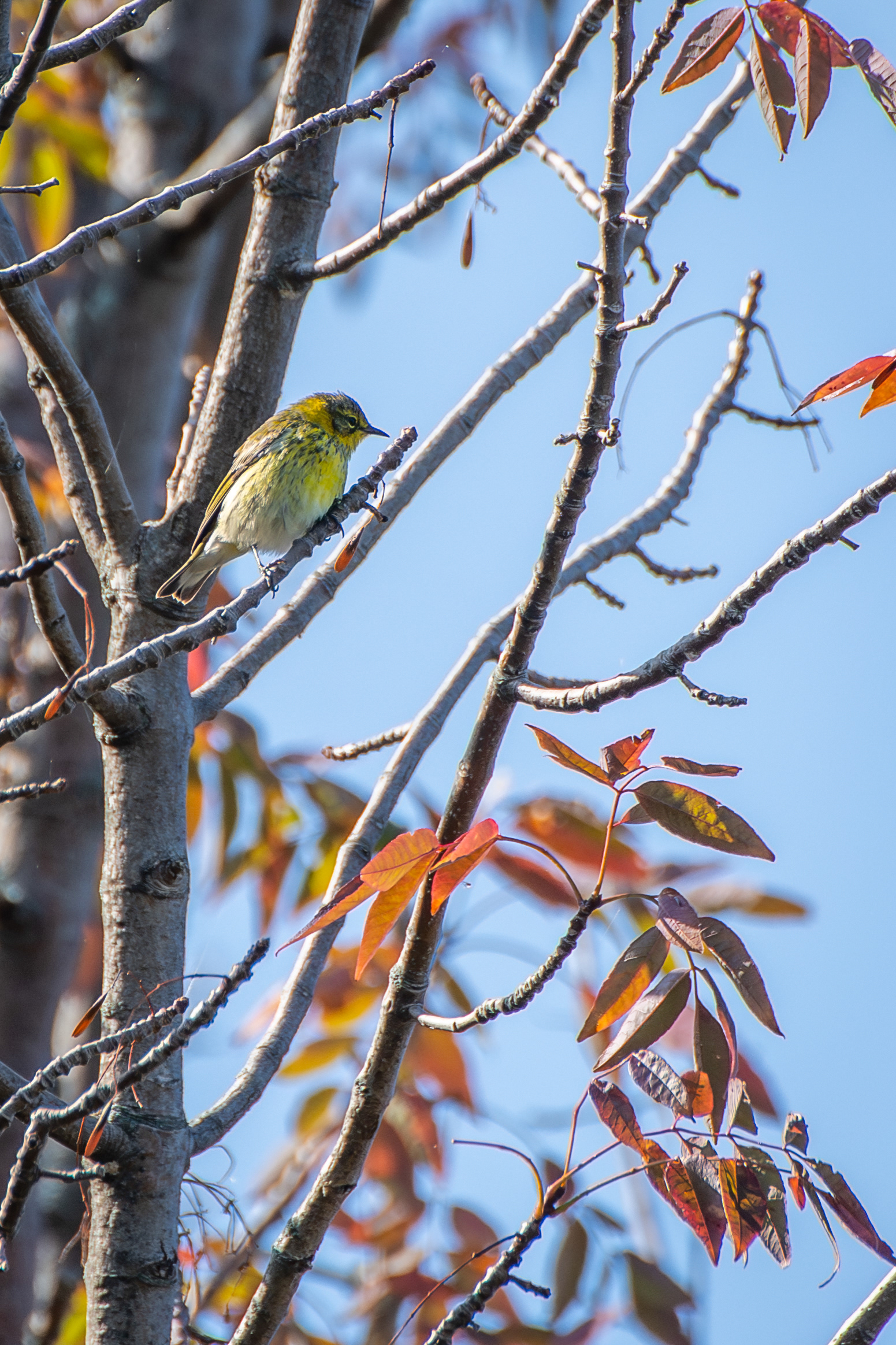 Cape May Warbler